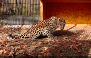 В Приморье по фактам нарушений в зоопарке, где от лап леопарда пострад