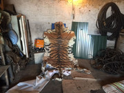 Полиция Приморья устроила продавцам тигриной шкуры