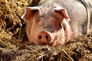 Около 230 свиней с африканской чумой изымут для убоя в Дальнереченске