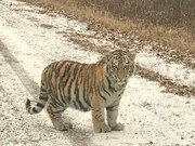 Охотинспекторы Приморья разыскали следы матери вышедших на дорогу тигр