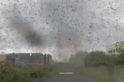 На Камчатке сняли «торнадо» из комаров