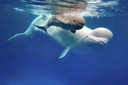В Приморском океанариуме впервые родился детеныш белухи