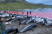 Убийство 1500 дельфинов на Фарерах оказалось бессмысленным: мясо выкин