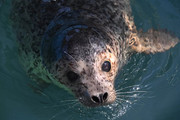 В Приморье выпустили еще трех тюленей после реабилитации