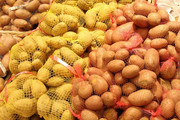 Высокоурожайные сорта картофеля, пивоваренного ячменя и рапса посеют в