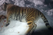 В Приморье поймана тигрица, державшая в страхе жителей пяти сел