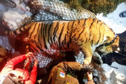 Тигра, терроризировавшего жителей села в Приморье, перевезли подальше