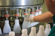 Почти 50 тысяч тонн молока надоили в приморье с начала года