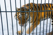 Сотрудники госохотнадзора поймали конфликтного тигра в Приморье